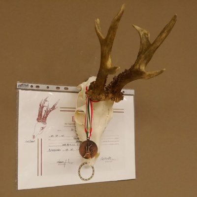 GTK - Geweihe & Trophäen KRUMHOLZ Pack Of 5 Acacia Deer