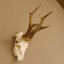 Rehgeweih Rehbock Gewicht 385 g Bock Reh Geweih Gehörn 610.135