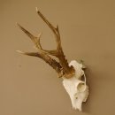Rehgeweih Rehbock Gewicht 385 g Bock Reh Geweih Gehörn 610.135
