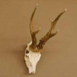 Rehgeweih Rehbock Gewicht 385 g Bock Reh Geweih Gehörn 610.135