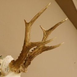 Rehgeweih Rehbock Gewicht 385 g Bock Reh Geweih Gehörn 610.135