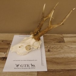 Rehgeweih Rehbock Gewicht 385 g Bock Reh Geweih Gehörn 610.135