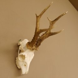 Rehgeweih Rehbock Gewicht 385 g Bock Reh Geweih Gehörn 610.135