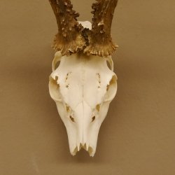 Rehgeweih Rehbock Gewicht 385 g Bock Reh Geweih Gehörn 610.135