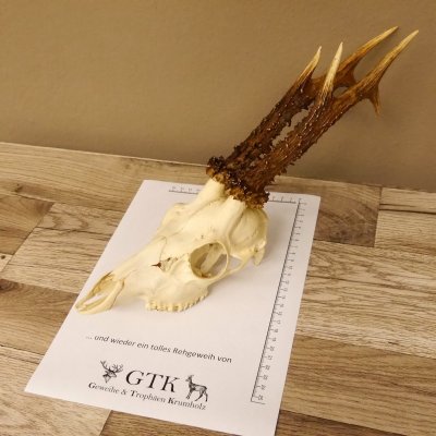 Rehgeweih Rehbock Gewicht 378 g Bock Reh Geweih Gehörn 610.138