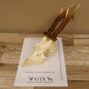 Rehgeweih Rehbock Gewicht 378 g Bock Reh Geweih Gehörn 610.138