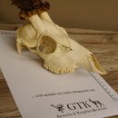 Rehgeweih Rehbock Gewicht 378 g Bock Reh Geweih Gehörn 610.138