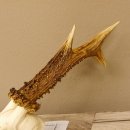 Rehgeweih Rehbock Gewicht 378 g Bock Reh Geweih Gehörn 610.138