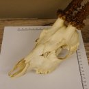 Rehgeweih Rehbock Gewicht 378 g Bock Reh Geweih Gehörn 610.138