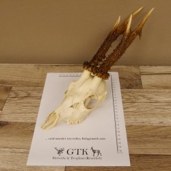 Rehgeweih Rehbock Gewicht 378 g Bock Reh Geweih Gehörn 610.138