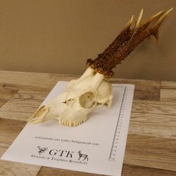 Rehgeweih Rehbock Gewicht 378 g Bock Reh Geweih Gehörn 610.138