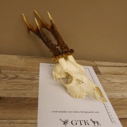 Rehgeweih Rehbock Gewicht 378 g Bock Reh Geweih Gehörn 610.138