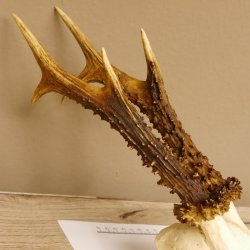 Rehgeweih Rehbock Gewicht 378 g Bock Reh Geweih Gehörn 610.138