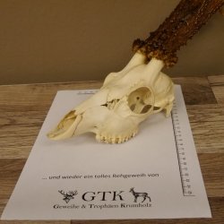 Rehgeweih Rehbock Gewicht 378 g Bock Reh Geweih Gehörn 610.138