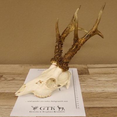Rehgeweih Rehbock Gewicht 410 g Bock Reh Geweih Gehörn 610.139