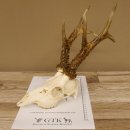 Rehgeweih Rehbock Gewicht 410 g Bock Reh Geweih Gehörn 610.139