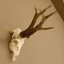 Rehgeweih Rehbock Gewicht 410 g Bock Reh Geweih Gehörn 610.139