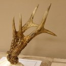 Rehgeweih Rehbock Gewicht 410 g Bock Reh Geweih Gehörn 610.139