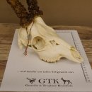 Rehgeweih Rehbock Gewicht 410 g Bock Reh Geweih Gehörn 610.139