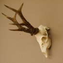 Rehgeweih Rehbock Gewicht 410 g Bock Reh Geweih Gehörn 610.139