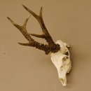 Rehgeweih Rehbock Gewicht 410 g Bock Reh Geweih Gehörn 610.139