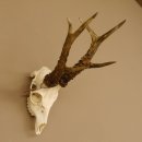 Rehgeweih Rehbock Gewicht 410 g Bock Reh Geweih Gehörn 610.139