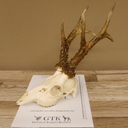 Rehgeweih Rehbock Gewicht 410 g Bock Reh Geweih Gehörn 610.139