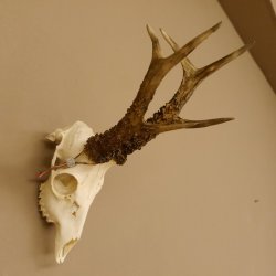 Rehgeweih Rehbock Gewicht 410 g Bock Reh Geweih Gehörn 610.139