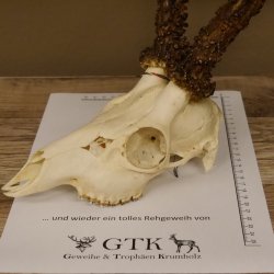 Rehgeweih Rehbock Gewicht 410 g Bock Reh Geweih Gehörn 610.139