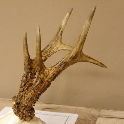 Rehgeweih Rehbock Gewicht 410 g Bock Reh Geweih Gehörn 610.139