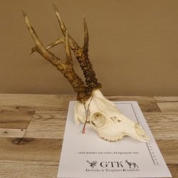 Rehgeweih Rehbock Gewicht 410 g Bock Reh Geweih Gehörn 610.139