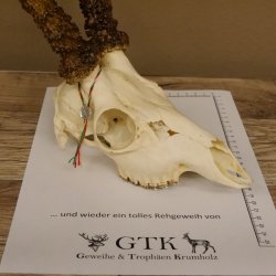 Rehgeweih Rehbock Gewicht 410 g Bock Reh Geweih Gehörn 610.139