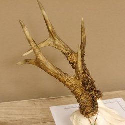 Rehgeweih Rehbock Gewicht 410 g Bock Reh Geweih Gehörn 610.139