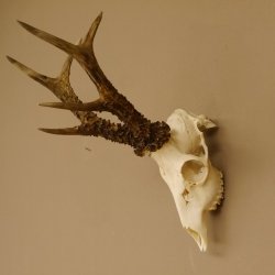 Rehgeweih Rehbock Gewicht 410 g Bock Reh Geweih Gehörn 610.139