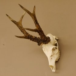 Rehgeweih Rehbock Gewicht 410 g Bock Reh Geweih Gehörn 610.139