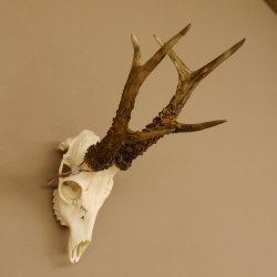 Rehgeweih Rehbock Gewicht 410 g Bock Reh Geweih Gehörn 610.139