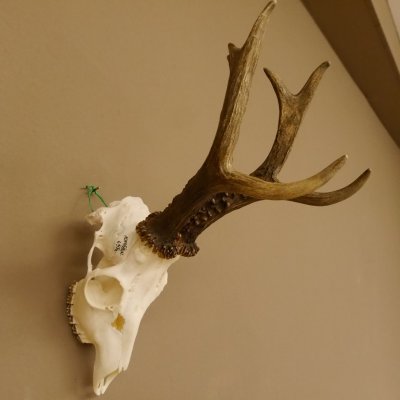 Rehgeweih Rehbock Gewicht 426 g Bock Reh Geweih Gehörn 610.140