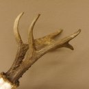 Rehgeweih Rehbock Gewicht 426 g Bock Reh Geweih Gehörn 610.140