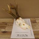 Rehgeweih Rehbock Gewicht 426 g Bock Reh Geweih Gehörn 610.140