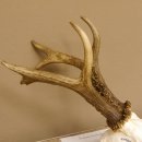 Rehgeweih Rehbock Gewicht 426 g Bock Reh Geweih Gehörn 610.140