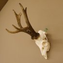 Rehgeweih Rehbock Gewicht 426 g Bock Reh Geweih Gehörn 610.140