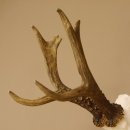 Rehgeweih Rehbock Gewicht 426 g Bock Reh Geweih Gehörn 610.140