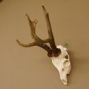 Rehgeweih Rehbock Gewicht 426 g Bock Reh Geweih Gehörn 610.140