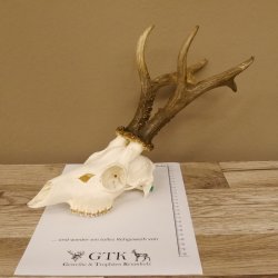 Rehgeweih Rehbock Gewicht 426 g Bock Reh Geweih Gehörn 610.140