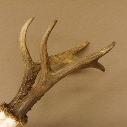 Rehgeweih Rehbock Gewicht 426 g Bock Reh Geweih Gehörn 610.140