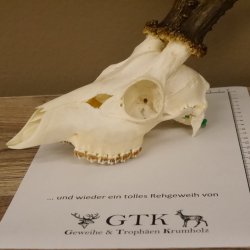 Rehgeweih Rehbock Gewicht 426 g Bock Reh Geweih Gehörn 610.140