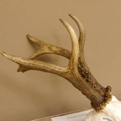 Rehgeweih Rehbock Gewicht 426 g Bock Reh Geweih Gehörn 610.140