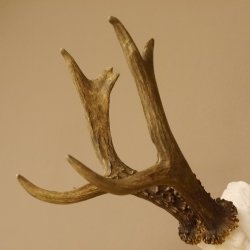 Rehgeweih Rehbock Gewicht 426 g Bock Reh Geweih Gehörn 610.140