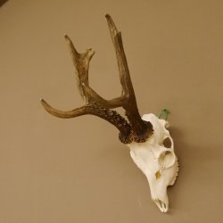 Rehgeweih Rehbock Gewicht 426 g Bock Reh Geweih Gehörn 610.140