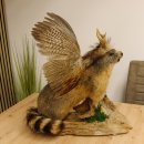 großer Wolpertinger Murmeltier Wolpi Mankei Präparat Rehgeweih Flügel 86.12.21